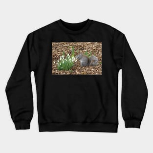 Grey squirrel and snow drops ..spring is here. Crewneck Sweatshirt